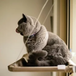 CAT BED : Hamac De Fenêtre Pour Chat -Amis Poils Soldes Boutique 24191631 3