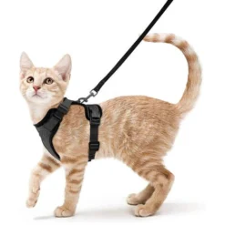 Harnais Chat Petit Chien Laisse Harnais Chaton Réglable Noir XS Collier Harnai Chat Refléchissant Gilet Respirant Pour Lapin, Chat Européen, Maine Coon, Persan, Attache Dessus Avec Laisse -Fontaineble