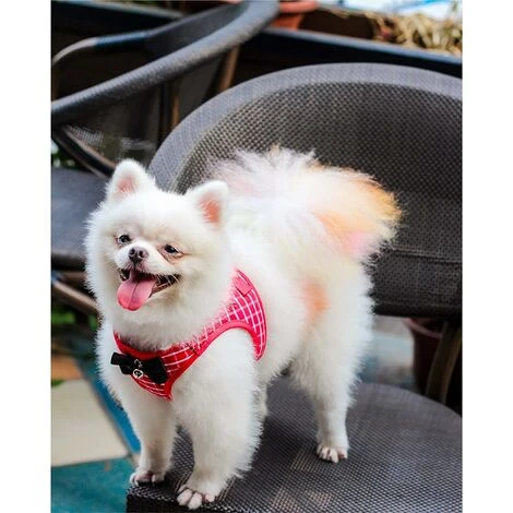 Ensemble Harnais Et Laisse Pour Chat Et Petit Chien - Anti-évasion Avec Clochette Et Nœud Papillon - Gilet Doux Réglable Pour Chat - Harnais De Marche Confortable Pour L'extérieur (Rouge, XS),Starligh 2 Ensemble Harnais Et Laisse Pour Chat Et Petit Chien - Anti-évasion Avec Clochette Et Nœud Papillon - Gilet Doux Réglable Pour Chat - Harnais De Marche Confortable Pour L'extérieur (Rouge, XS),Starligh – Image 2