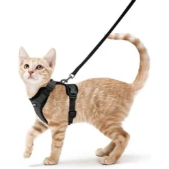 Harnais Chat Petit Chien Laisse Harnais Chaton Réglable Noir Collier Harnai Chat Refléchissant Gilet Respirant Pour Lapin, Chat Européen, Maine Coon, Persan, Attache Dessus Avec Laisse 1 Pièce Oi-FRIS