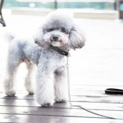 Laisse Anti-morsure Pour Chien Laisse Chien Chaîne (180cm) En Acier Laisse Métal Chien Solide Poignée En Cuir-BDD -Amis Poils Soldes Boutique 66354398 3