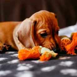 Grandes Couvertures En Peluche Douces Pour Chiens, Chats, Lapins Et Autres Animaux De Compagnie - Une Bonne Addition Au Lit De Votre Animal, Multicolore, 3 Unités, 70 X 100 Cm -Amis Poils Soldes Boutique 76663117 5