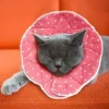 Collerette Confortable De Post-chirurgie Pour Chats Et Chiens, Robuste, Imperméable, Résistante Aux Griffures Et Morsures, Facile à Nettoyer, Avec Attache Ajustable