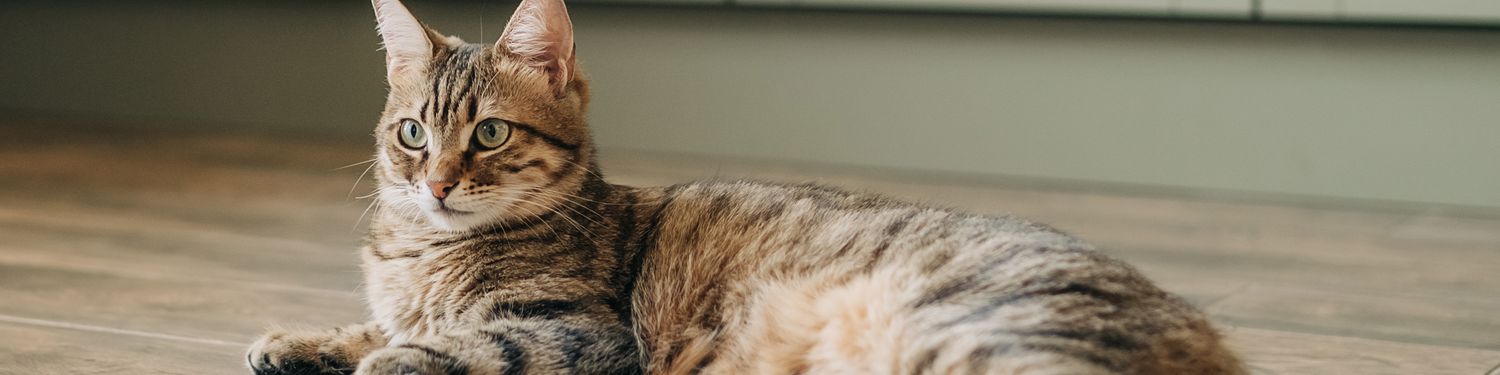 Amis Poils Soldes Boutique -Amis Poils Soldes Boutique cats recirc3 2 1f5de201af94447a9063f83249260aff